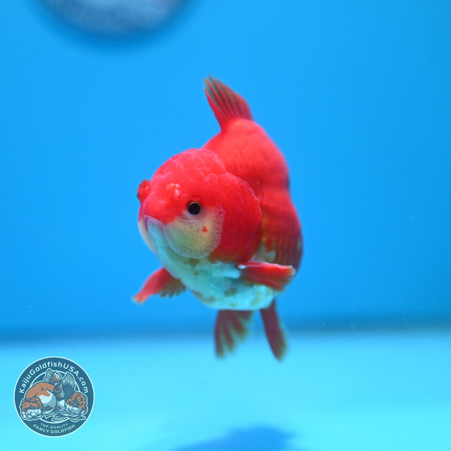 Red White YuanBao Oranda 4 inch Body (260626_OR03)