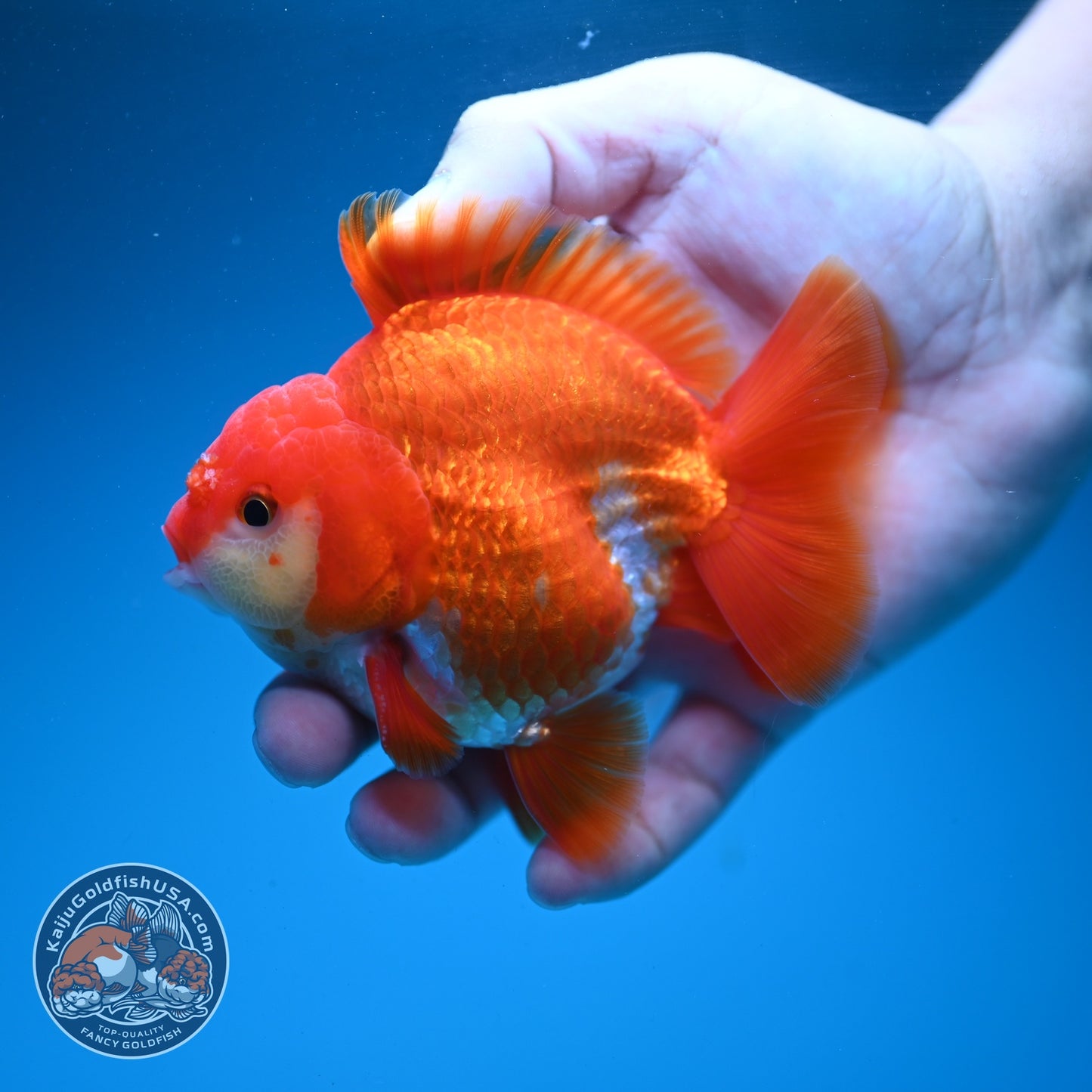 Red White YuanBao Oranda 4 inch Body (260626_OR03)