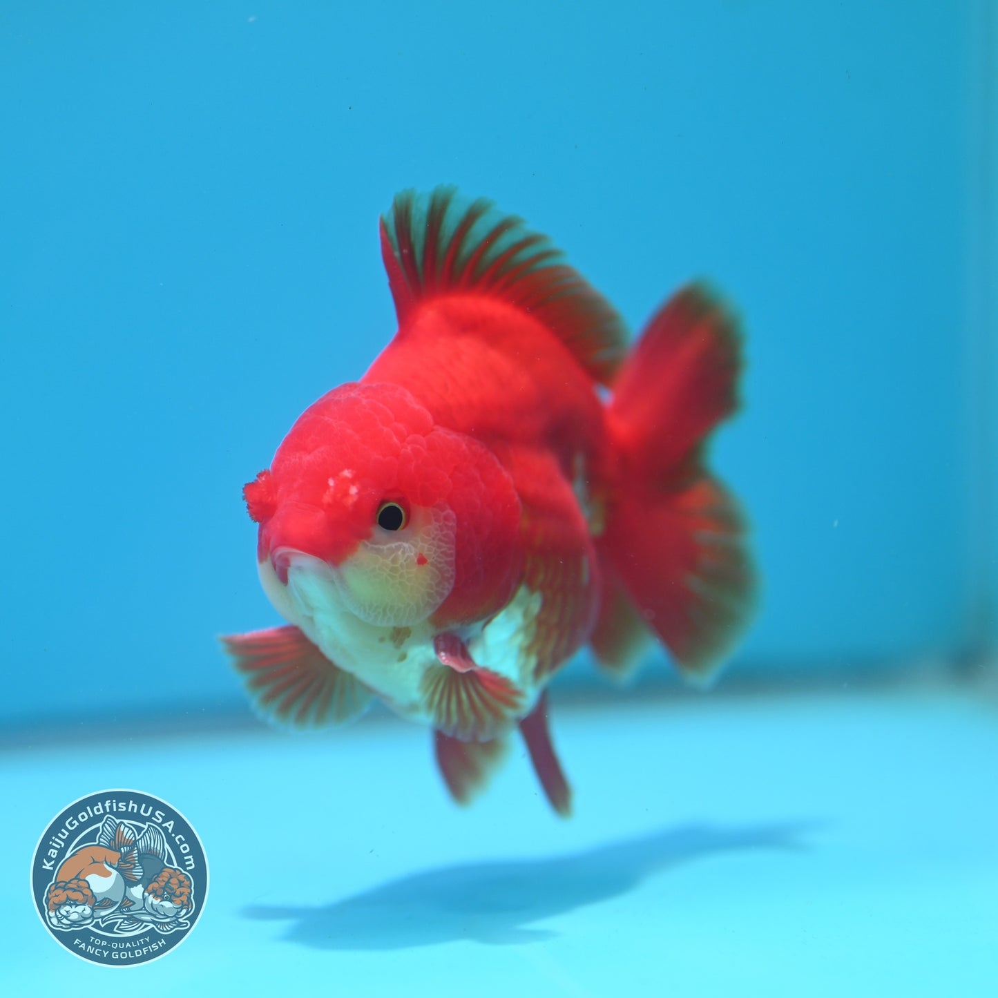 Red White YuanBao Oranda 4 inch Body (260626_OR03)