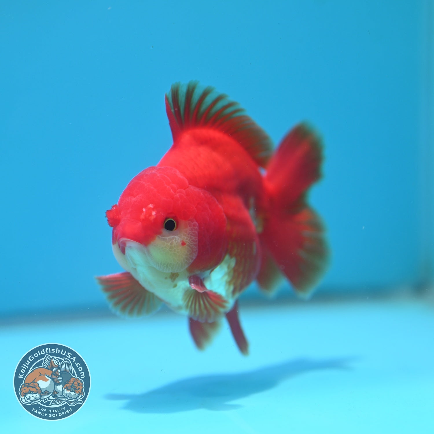Red White YuanBao Oranda 4 inch Body (260626_OR03)