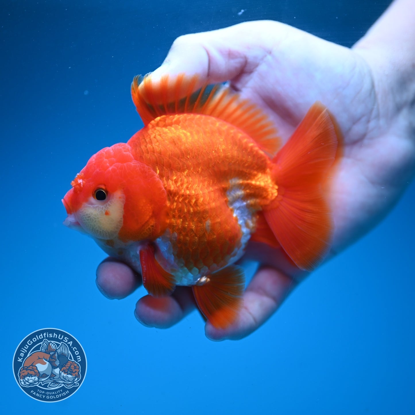 Red White YuanBao Oranda 4 inch Body (260626_OR03)