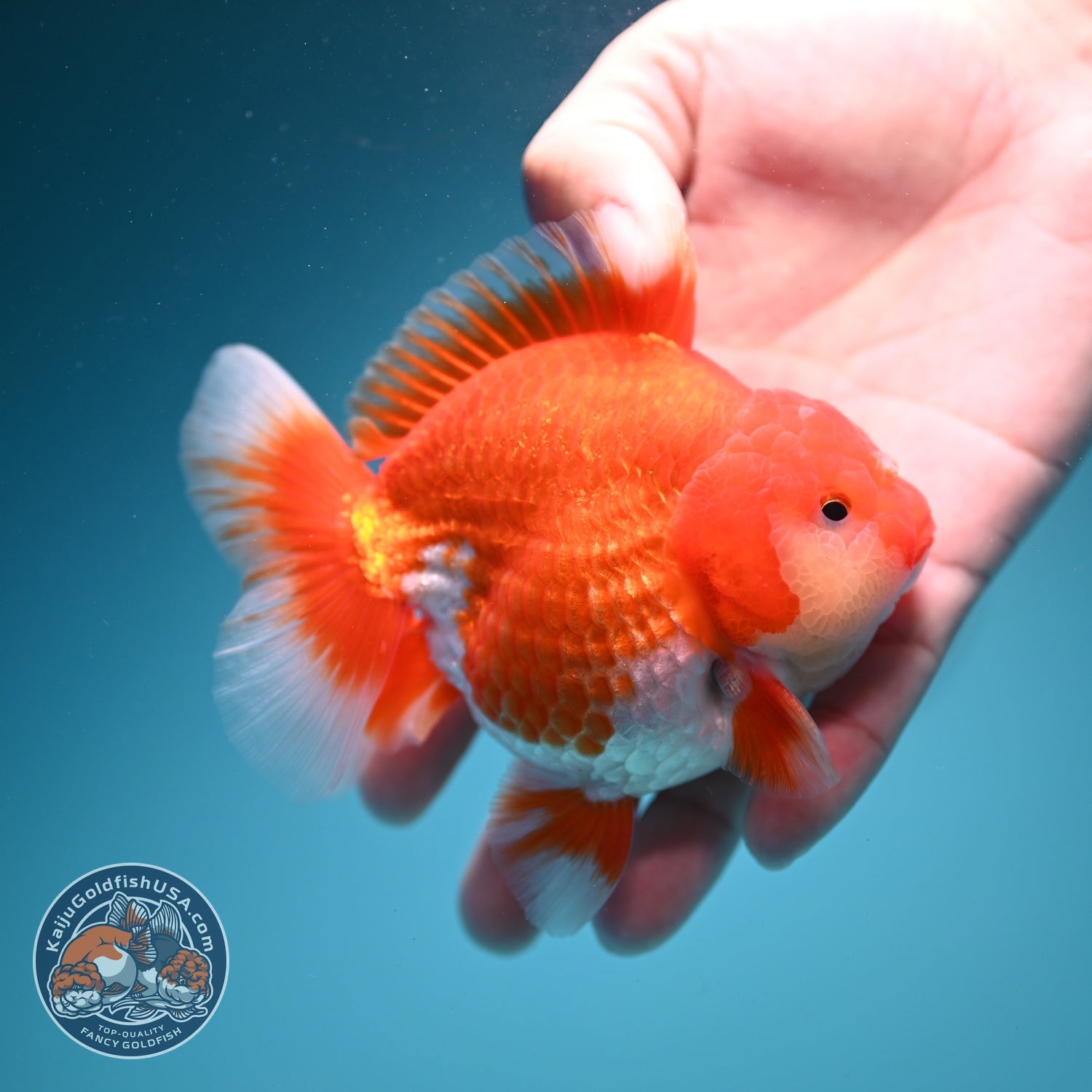 Red White YuanBao Oranda 4 inch Body (260626_OR11)