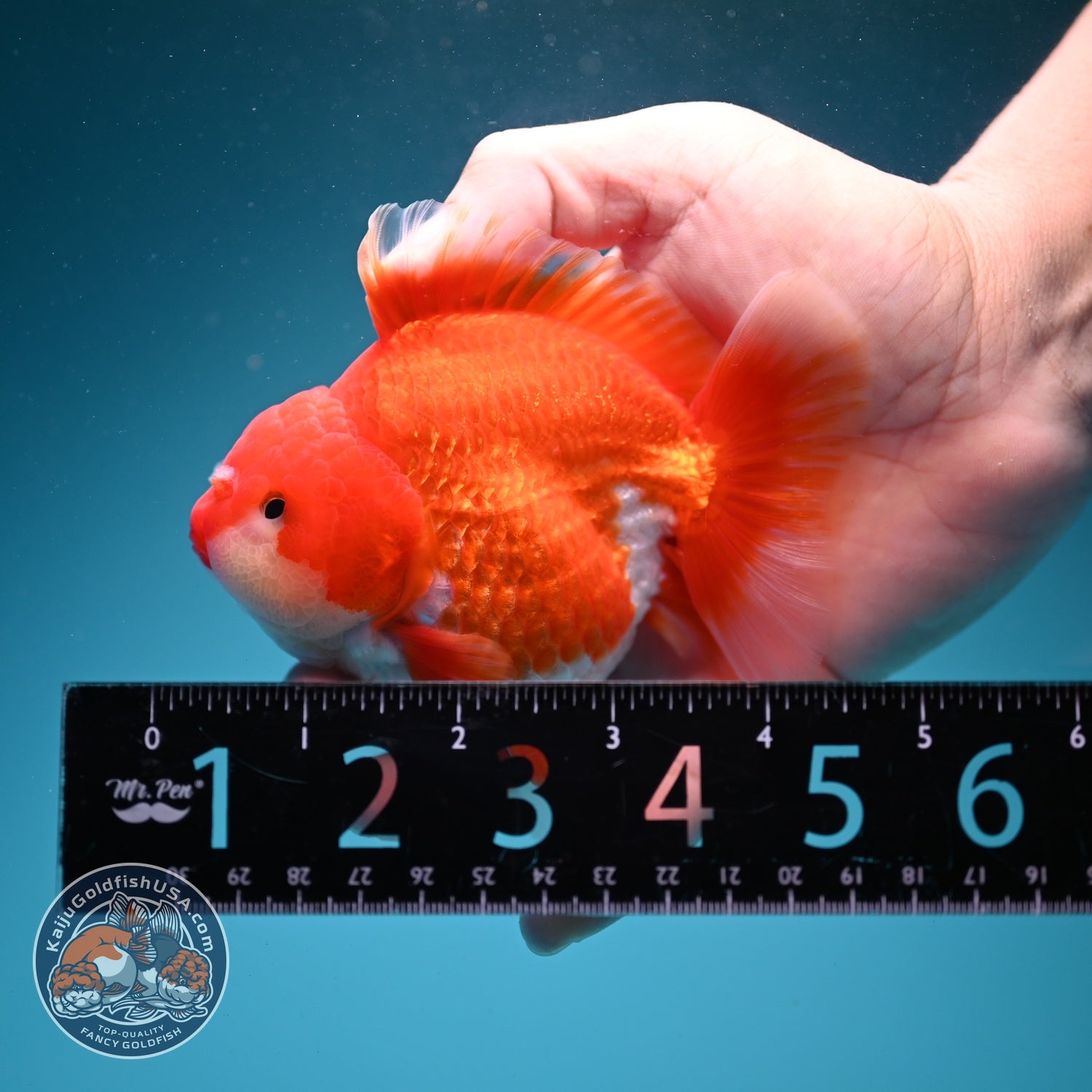 Red White YuanBao Oranda 4 inch Body (260626_OR11)
