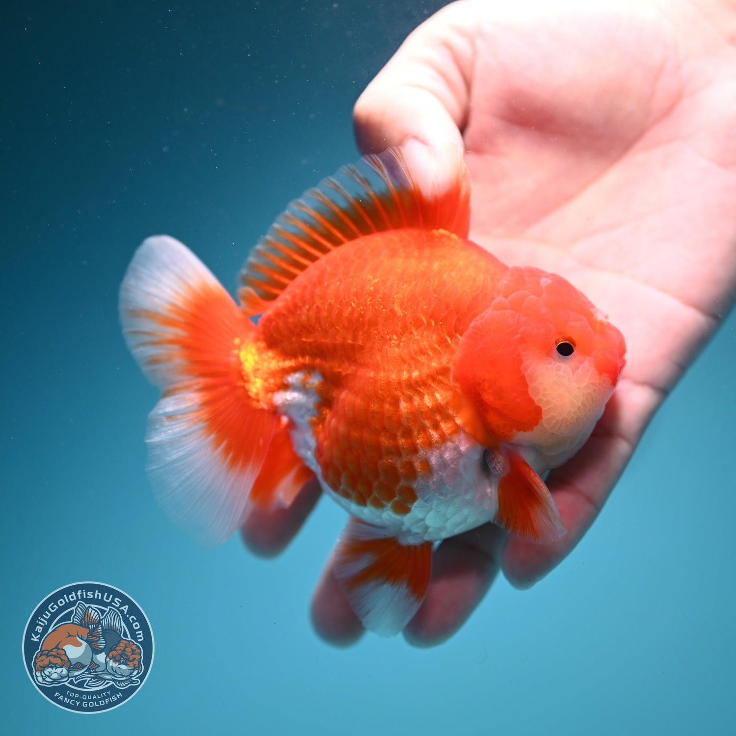 Red White YuanBao Oranda 4 inch Body (260626_OR11)