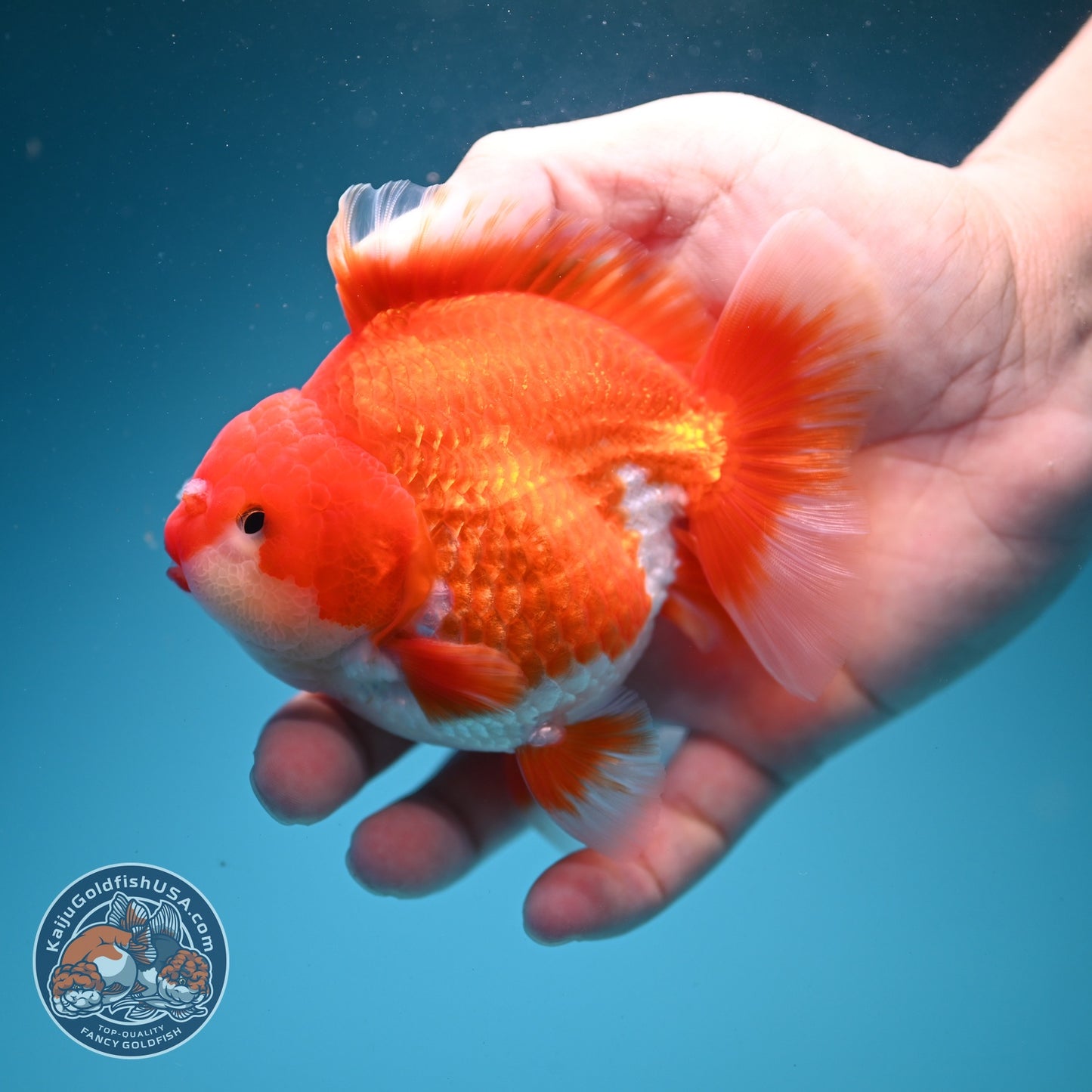 Red White YuanBao Oranda 4 inch Body (260626_OR11)