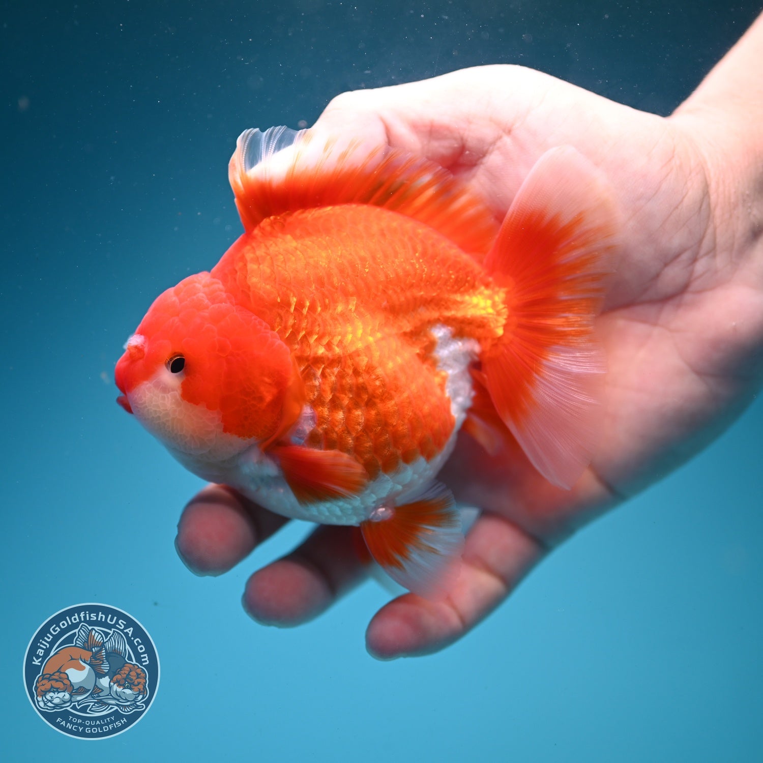 Red White YuanBao Oranda 4 inch Body (260626_OR11)
