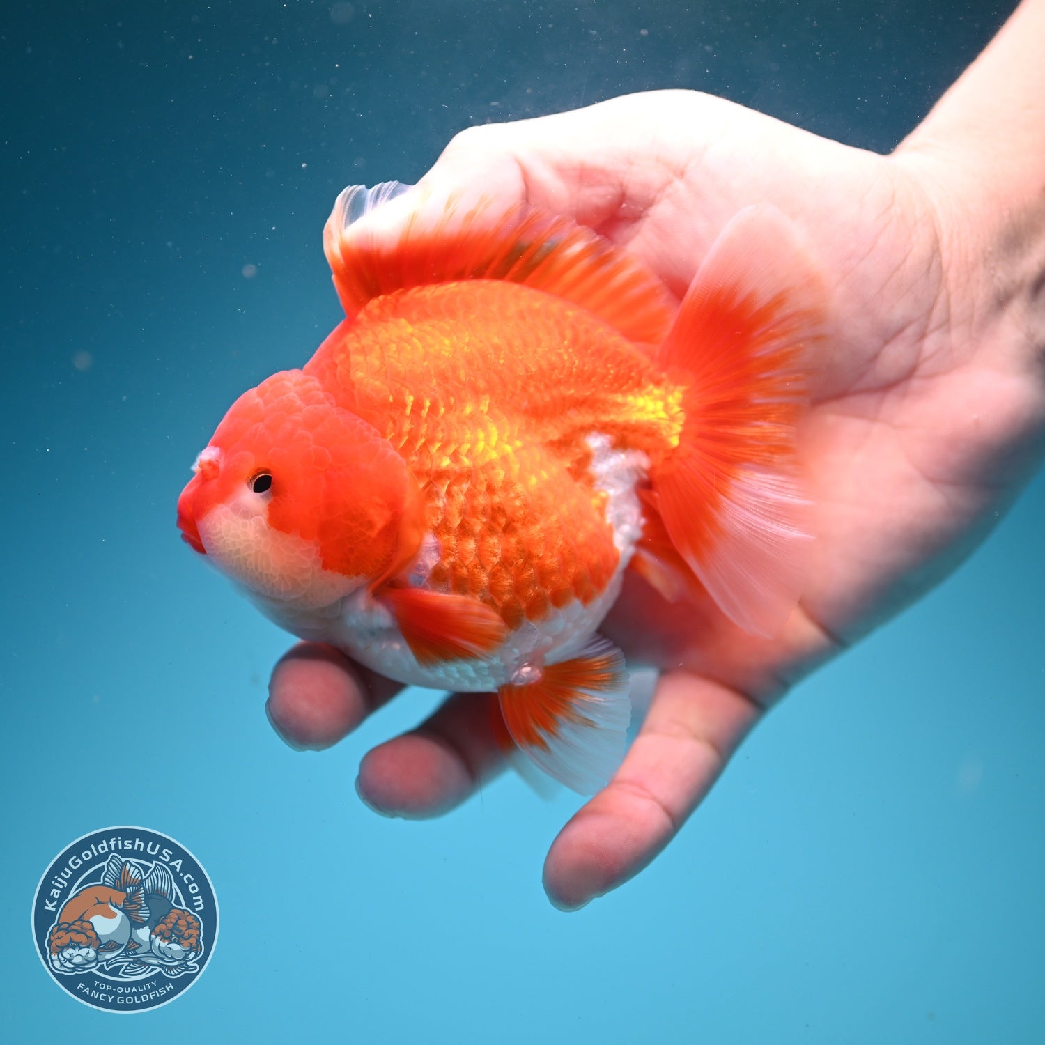 Red White YuanBao Oranda 4 inch Body (260626_OR11)