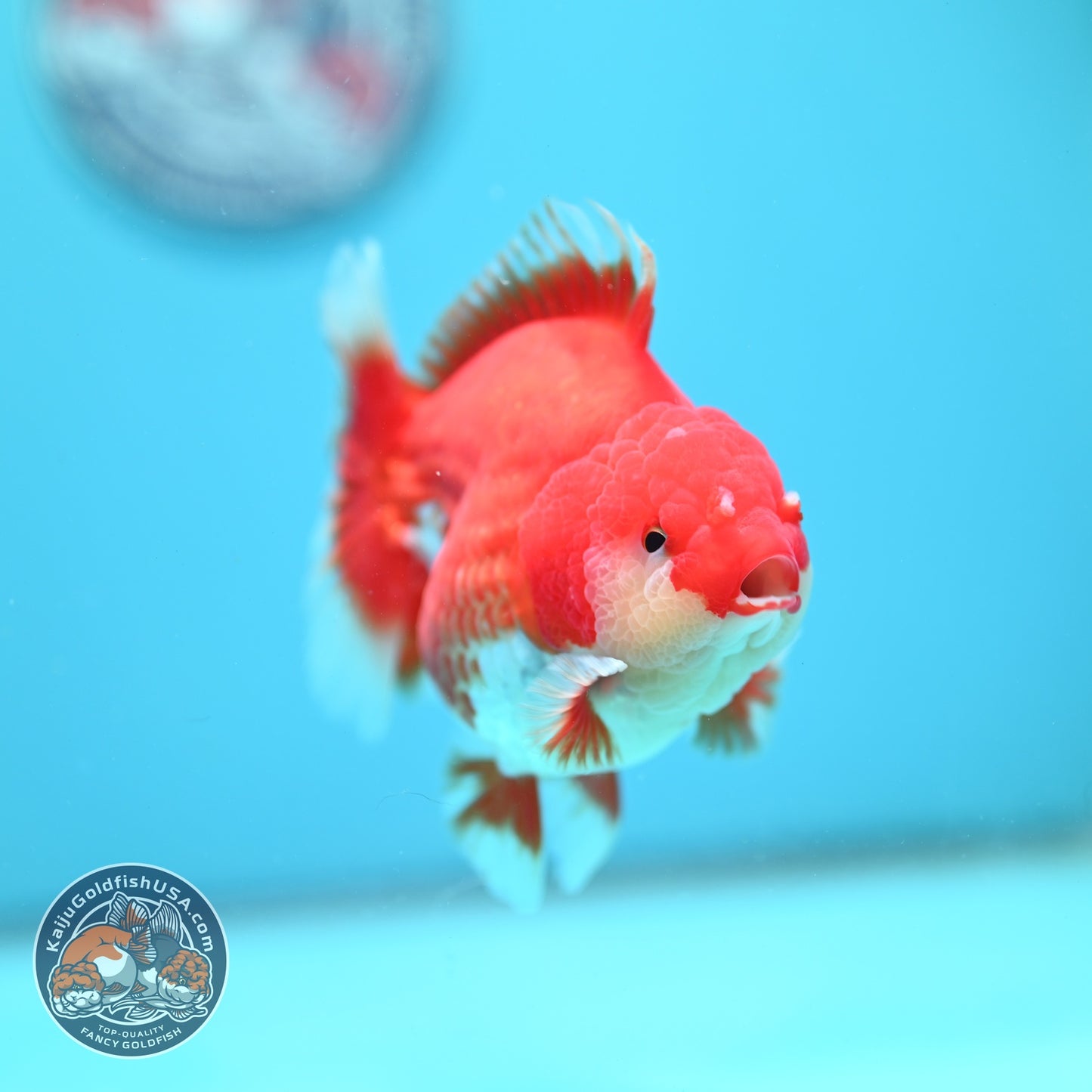 Red White YuanBao Oranda 4 inch Body (260626_OR11)