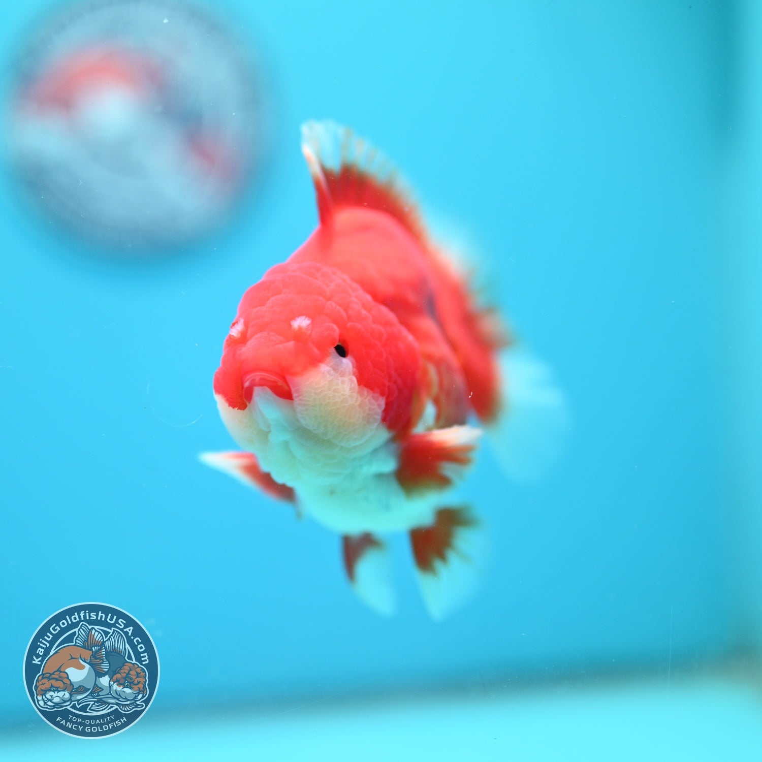 Red White YuanBao Oranda 4 inch Body (260626_OR11)