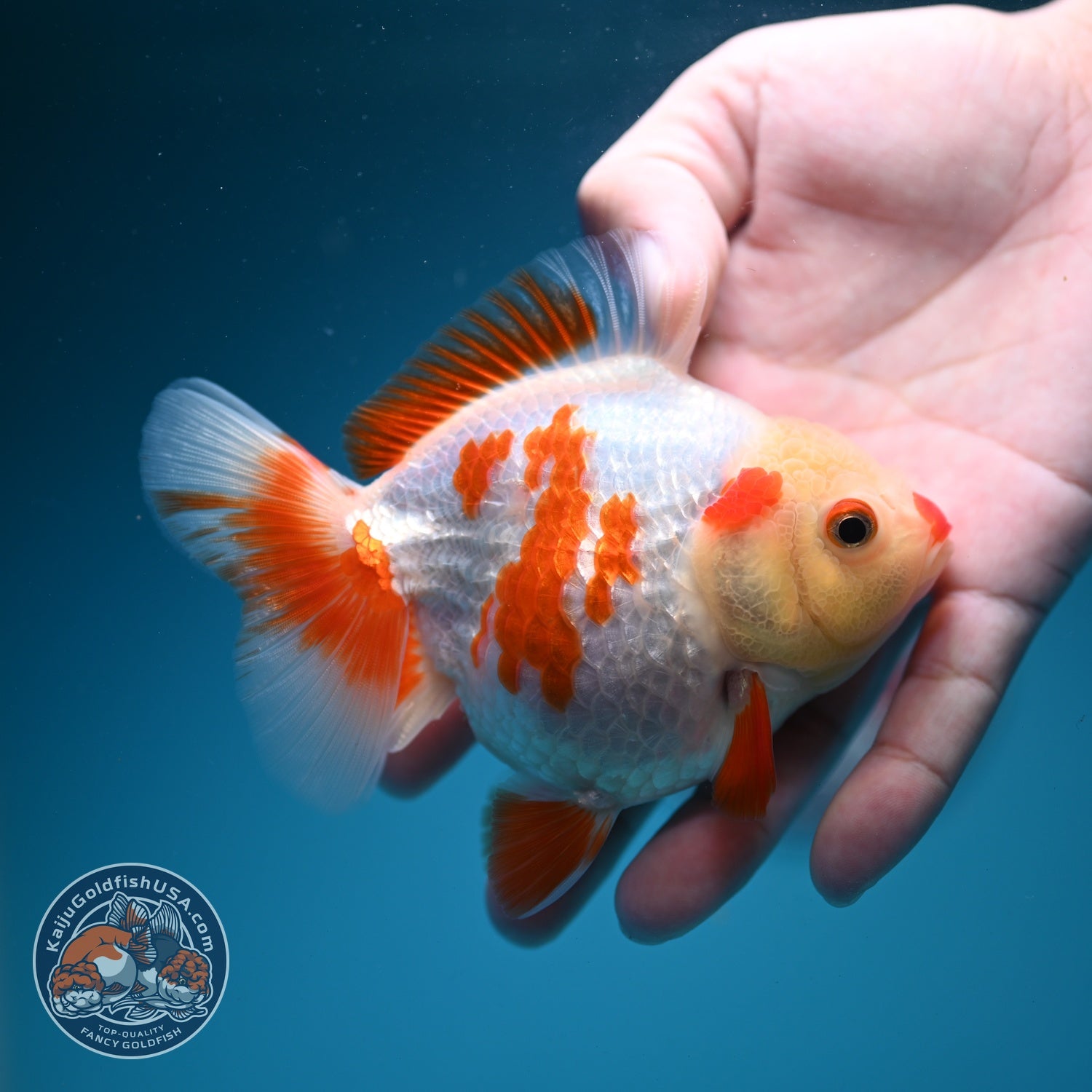 Red White YuanBao Oranda 4 inch Body (260626_OR12)