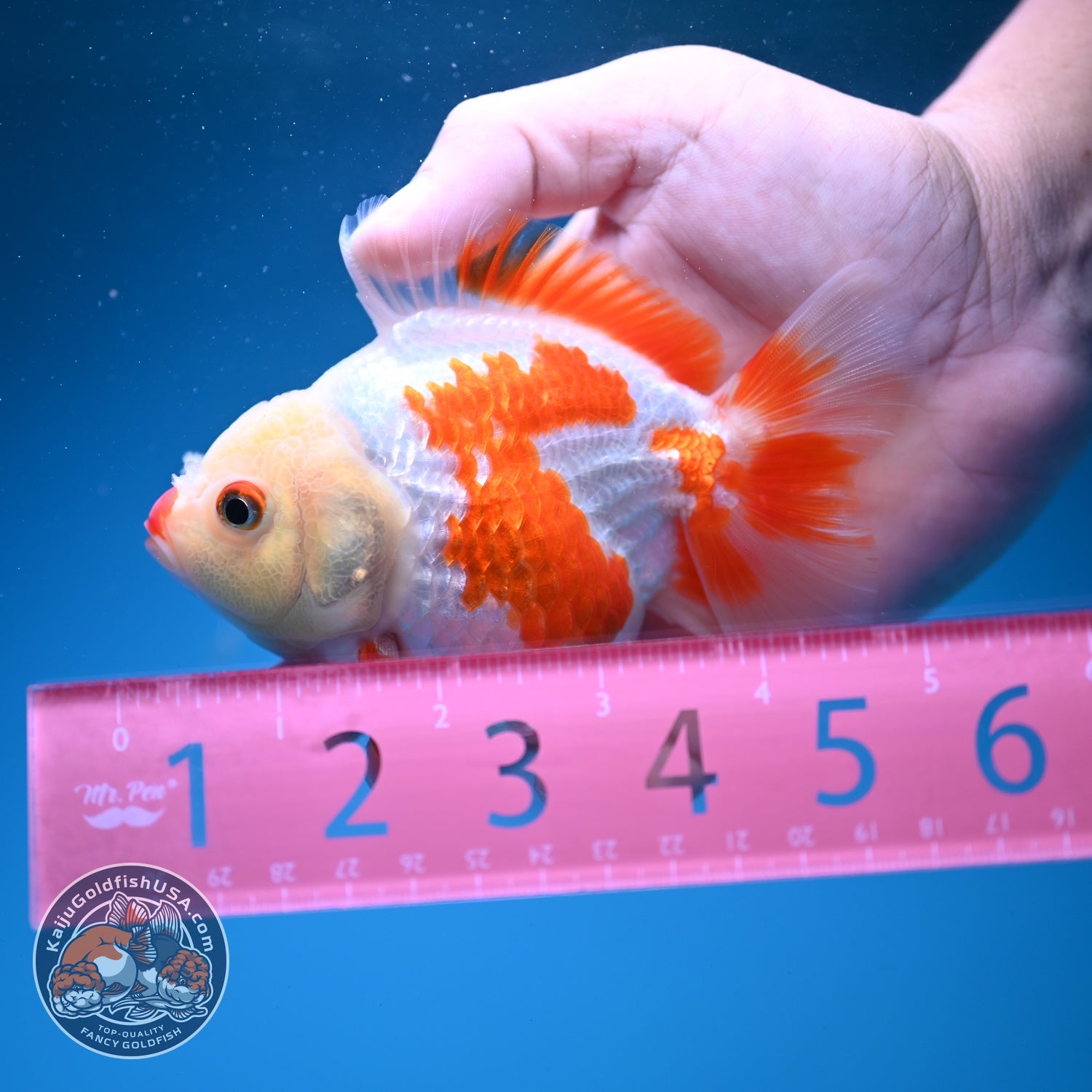 Red White YuanBao Oranda 4 inch Body (260626_OR12)