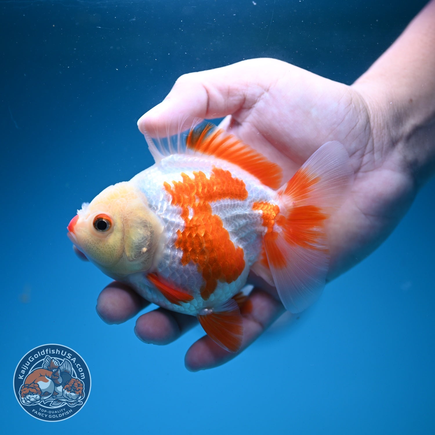 Red White YuanBao Oranda 4 inch Body (260626_OR12)