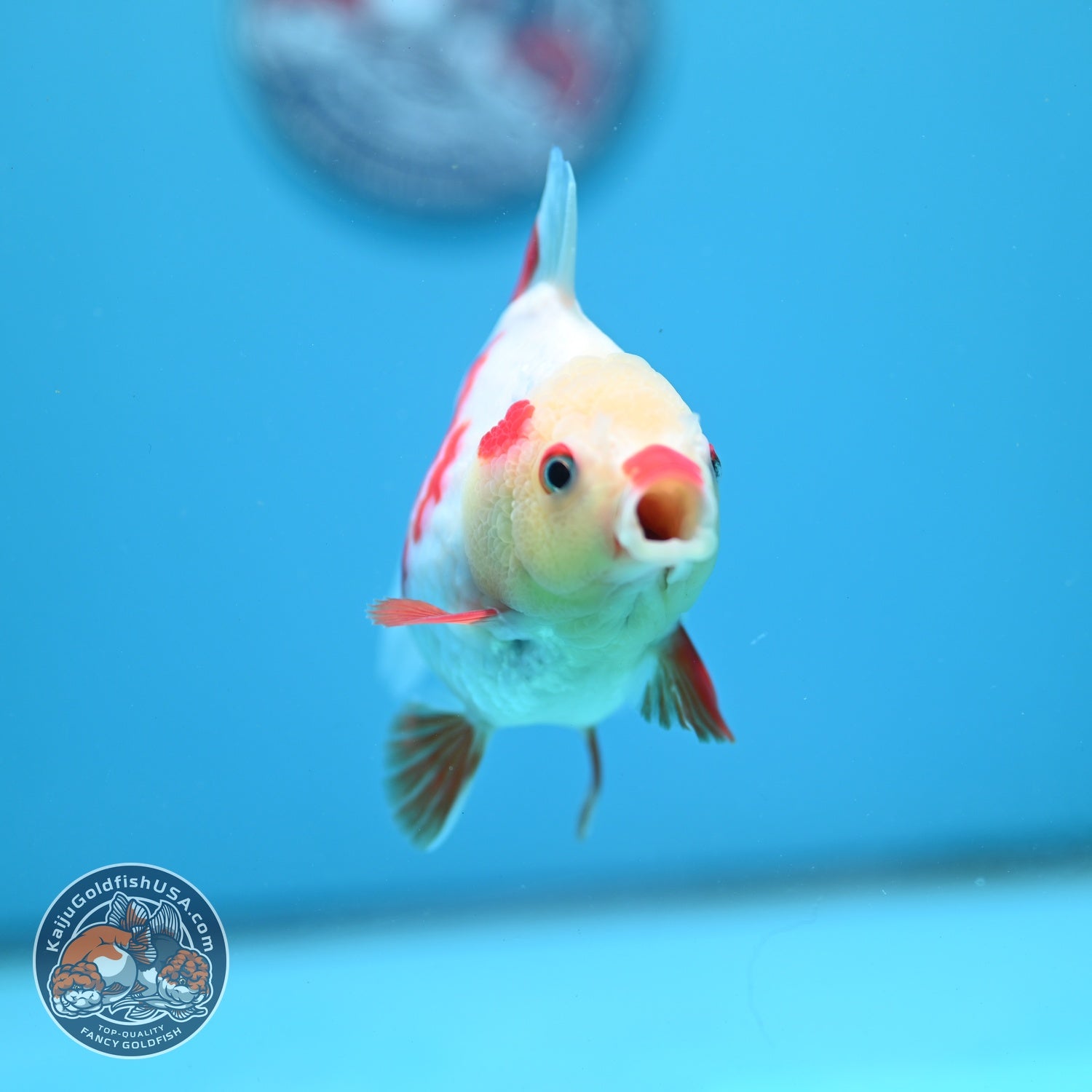 Red White YuanBao Oranda 4 inch Body (260626_OR12)