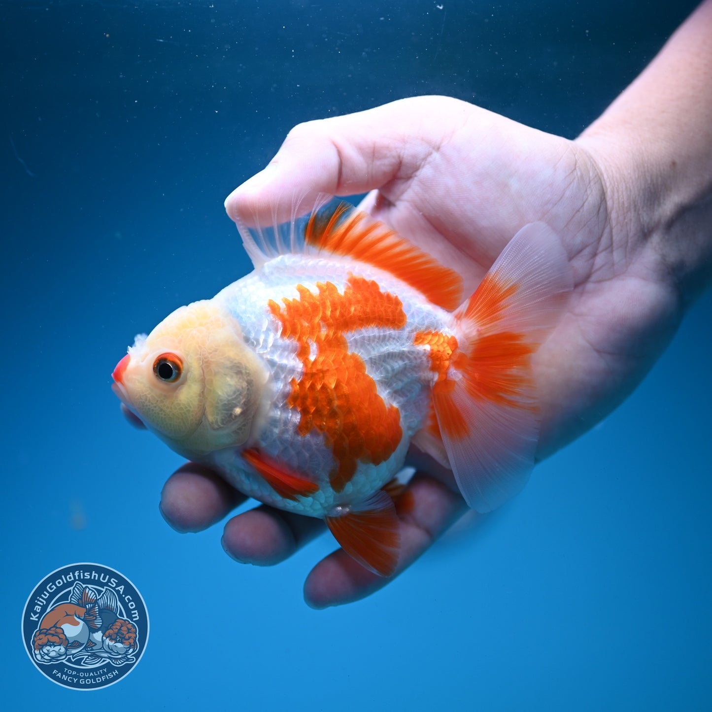 Red White YuanBao Oranda 4 inch Body (260626_OR12)
