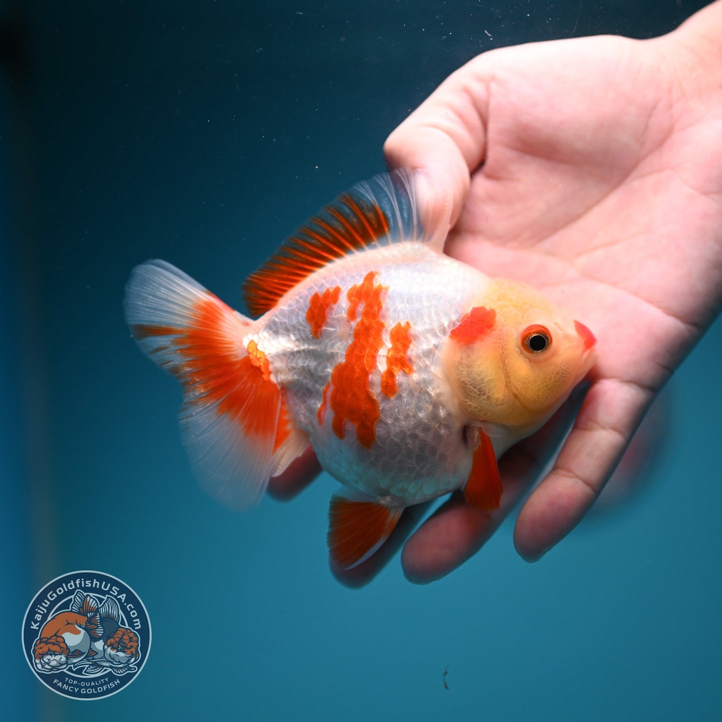 Red White YuanBao Oranda 4 inch Body (260626_OR12)
