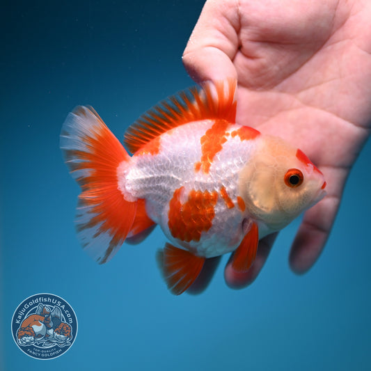 Red White YuanBao Oranda 4 inch Body (260918_OR09)