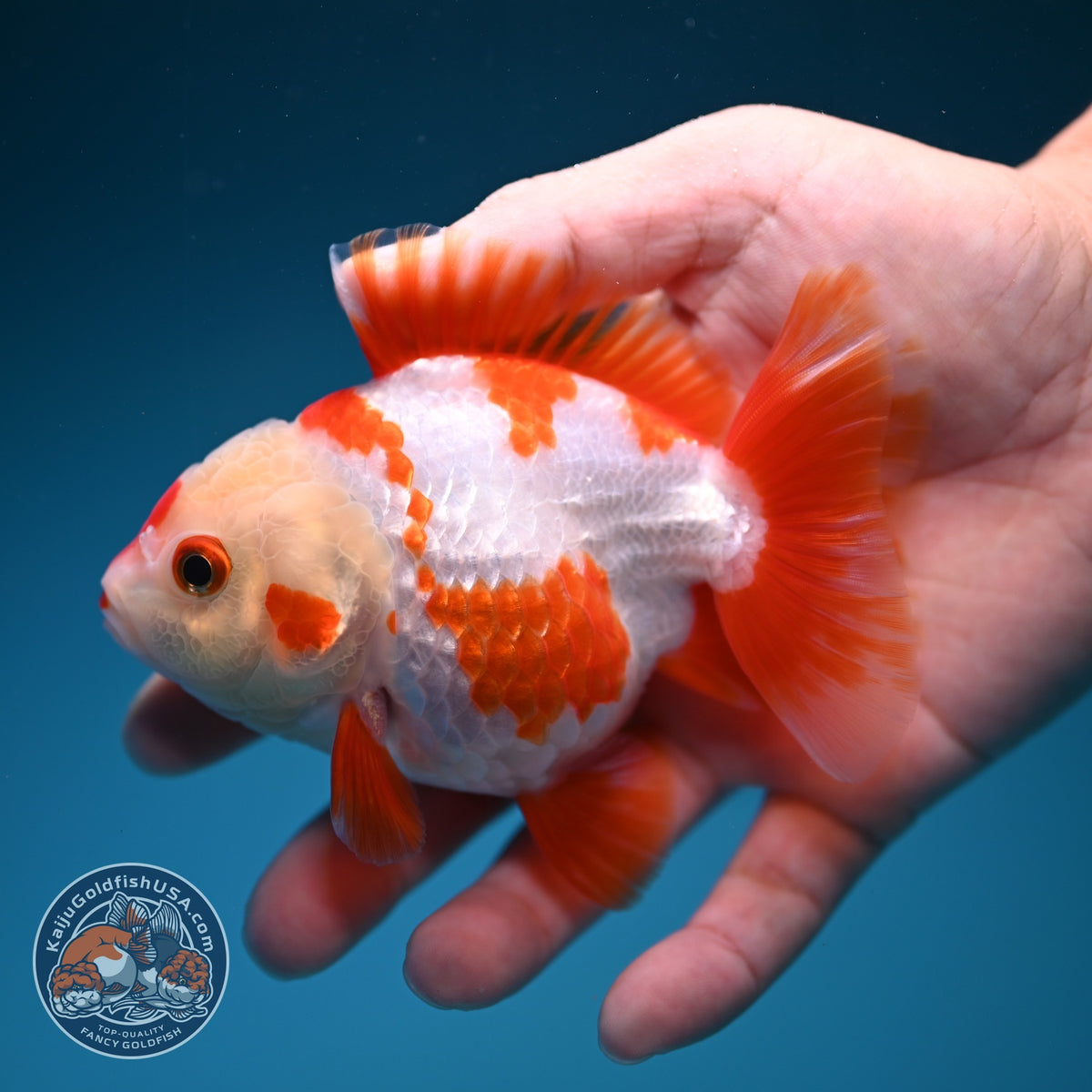 Red White YuanBao Oranda 4 inch Body (260918_OR09)
