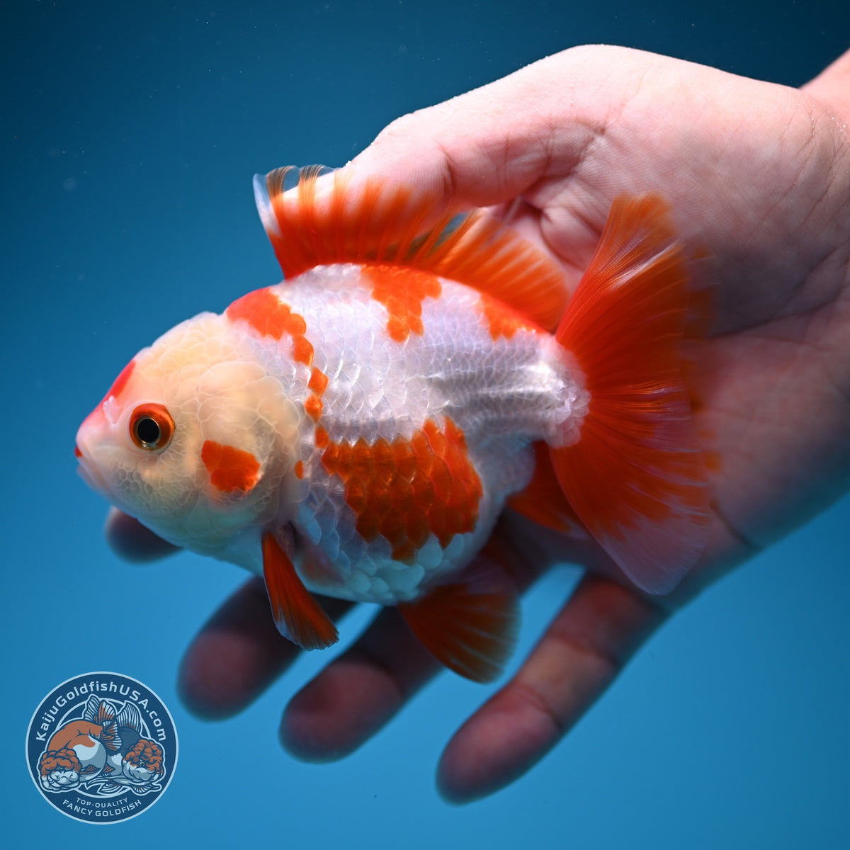Red White YuanBao Oranda 4 inch Body (260918_OR09)