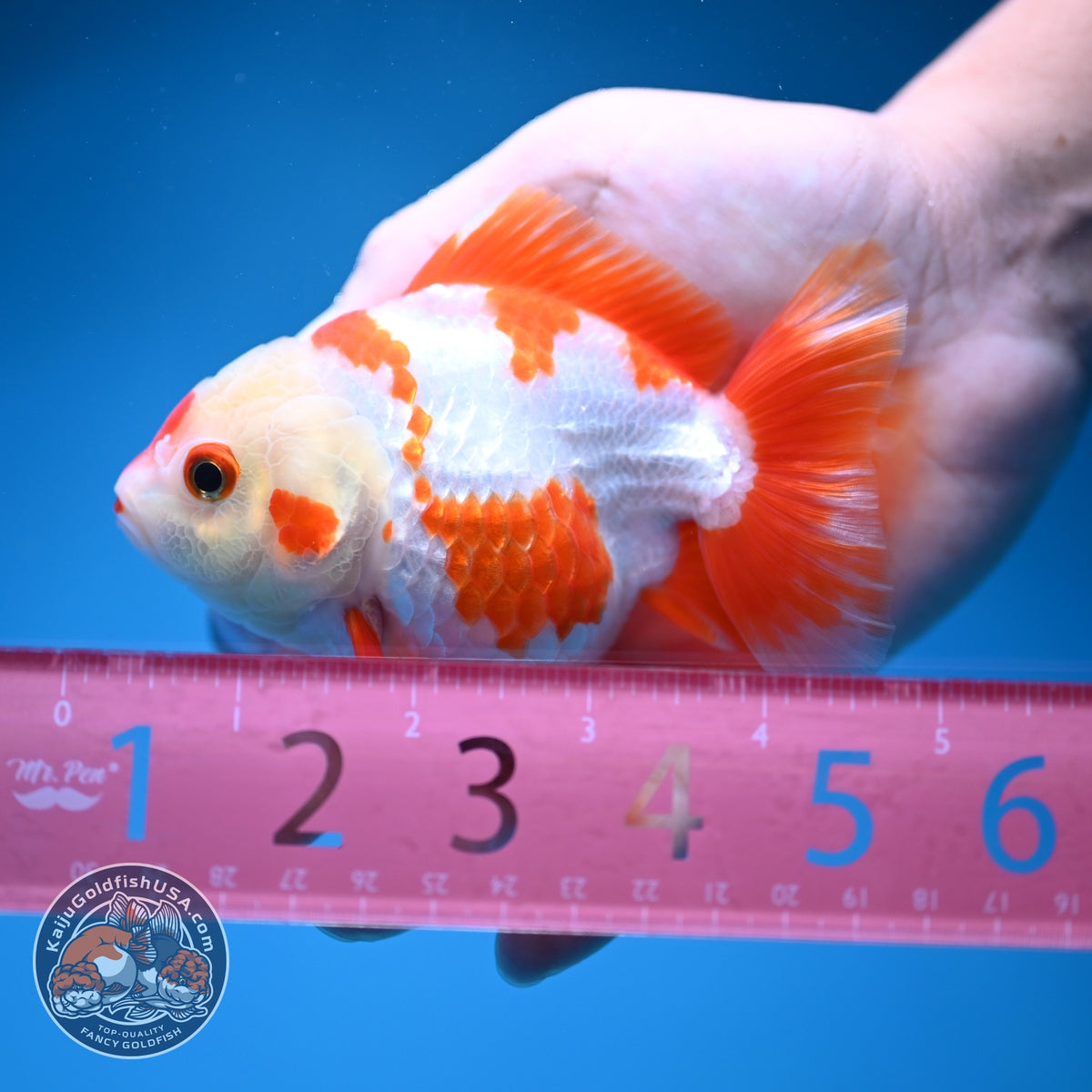 Red White YuanBao Oranda 4 inch Body (260918_OR09)
