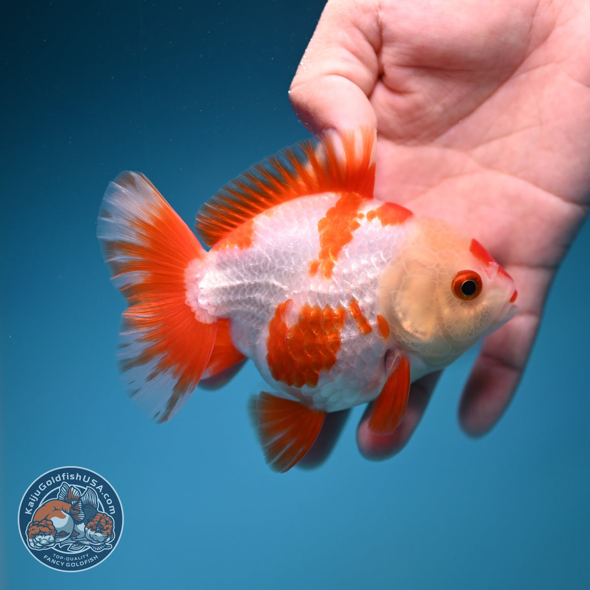 Red White YuanBao Oranda 4 inch Body (260918_OR09)