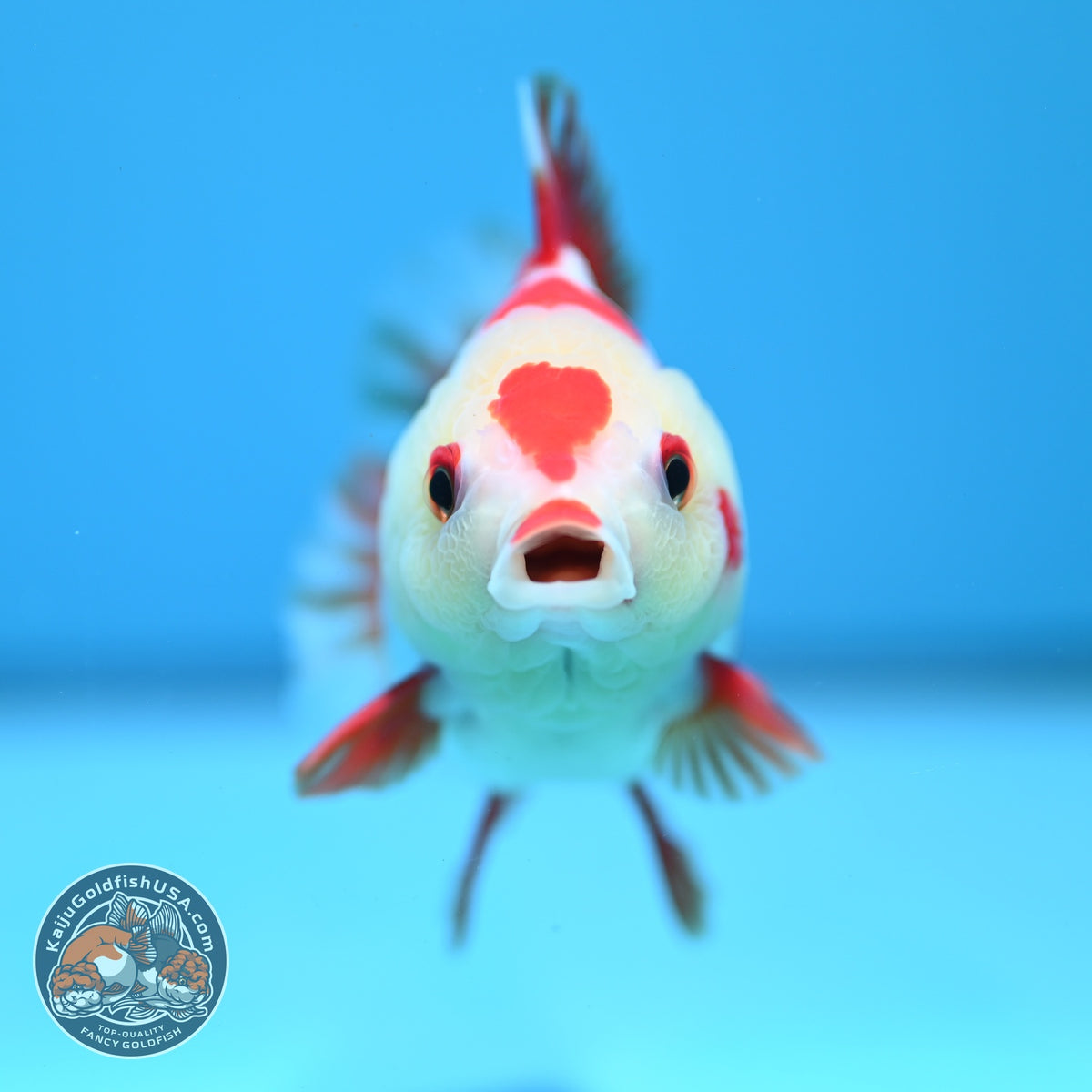 Red White YuanBao Oranda 4 inch Body (260918_OR09)