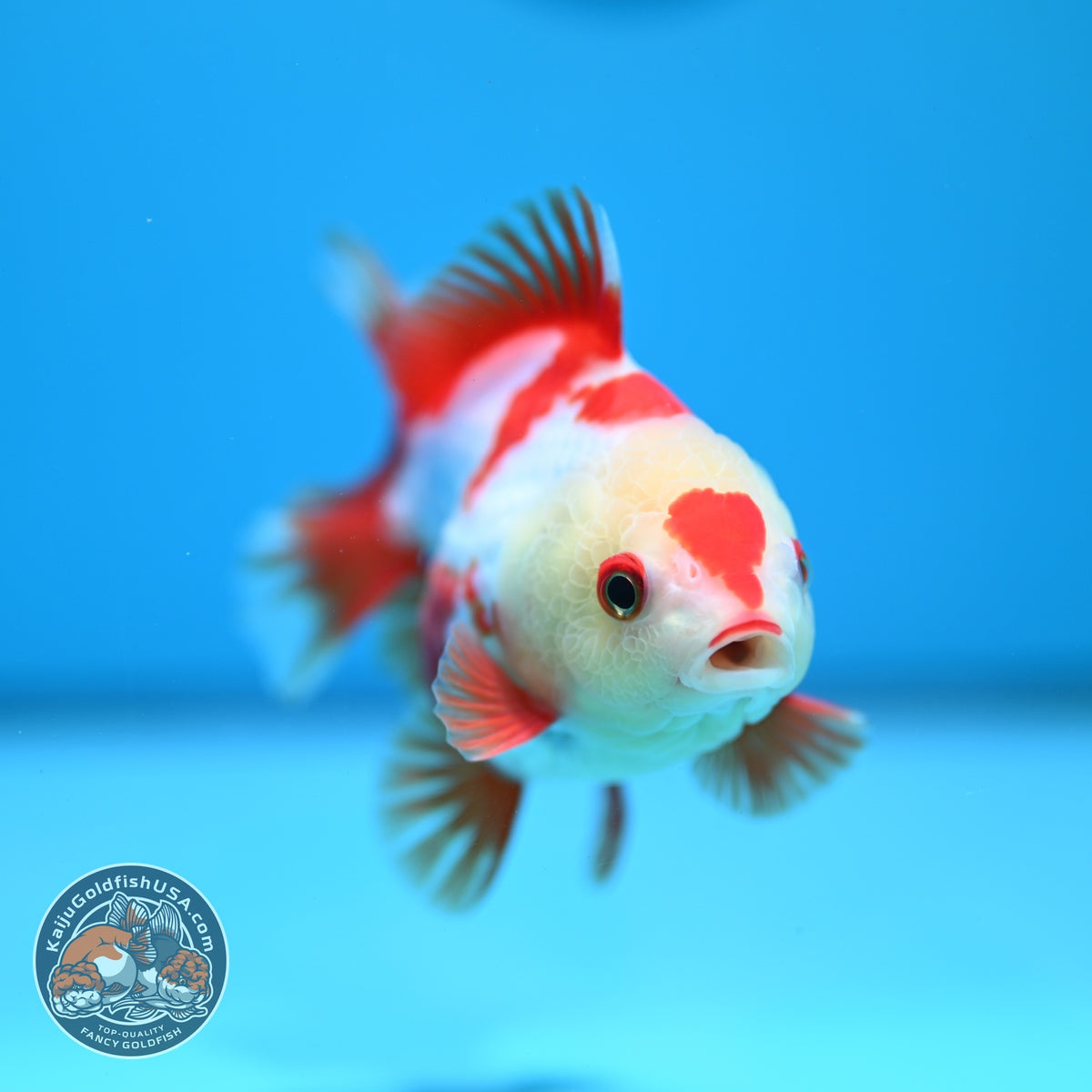 Red White YuanBao Oranda 4 inch Body (260918_OR09)