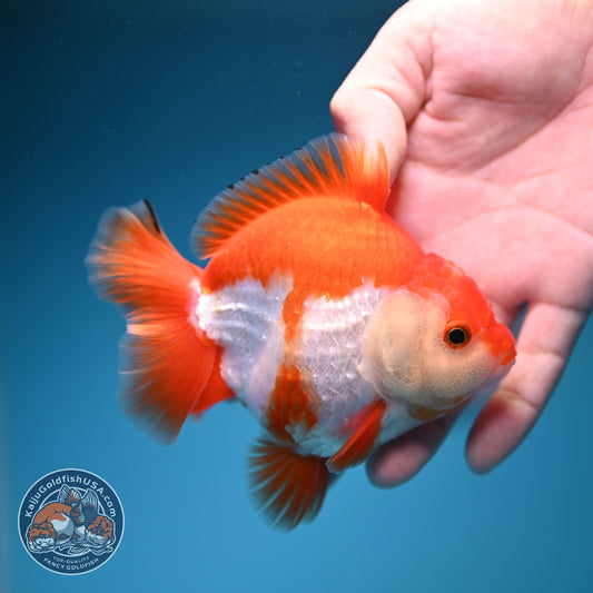 Red White YuanBao Oranda 4 inch Body (260918_OR10)