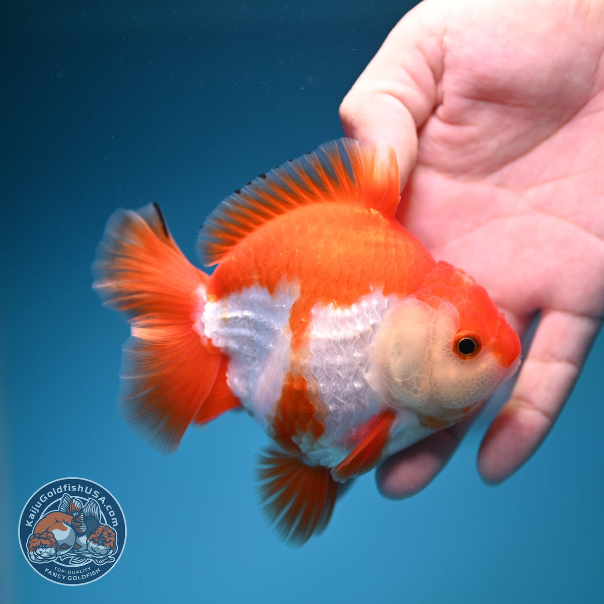 Red White YuanBao Oranda 4 inch Body (260918_OR10)