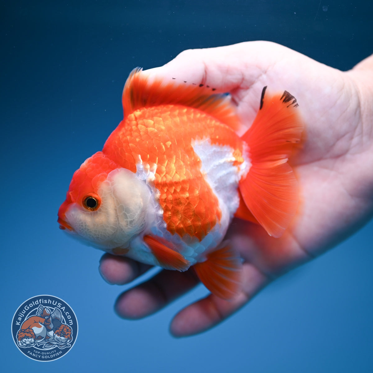 Red White YuanBao Oranda 4 inch Body (260918_OR10)