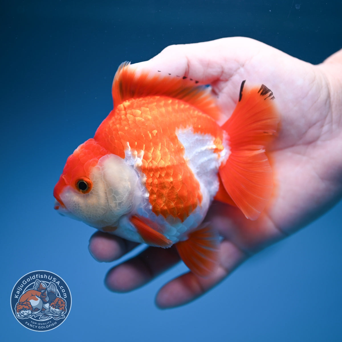 Red White YuanBao Oranda 4 inch Body (260918_OR10)