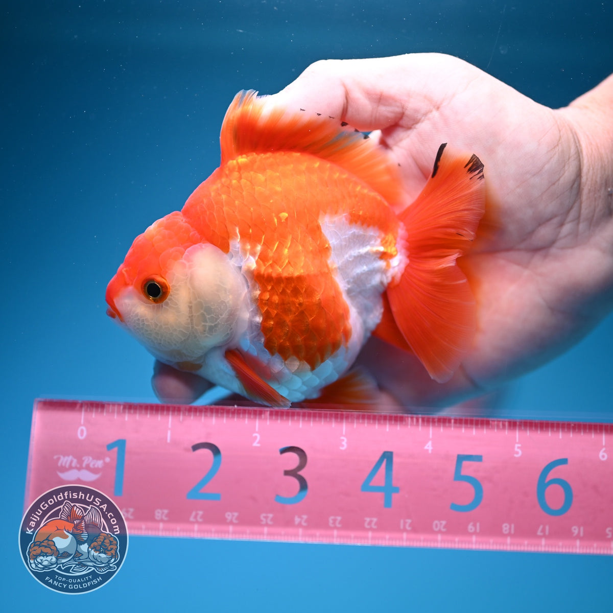 Red White YuanBao Oranda 4 inch Body (260918_OR10)
