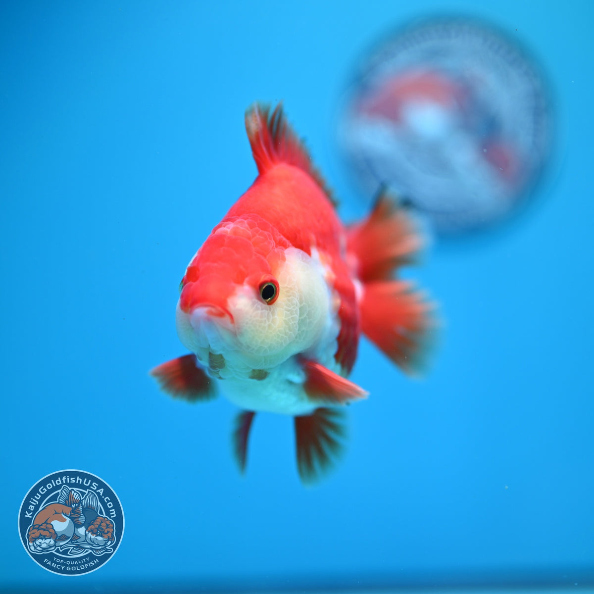 Red White YuanBao Oranda 4 inch Body (260918_OR10)