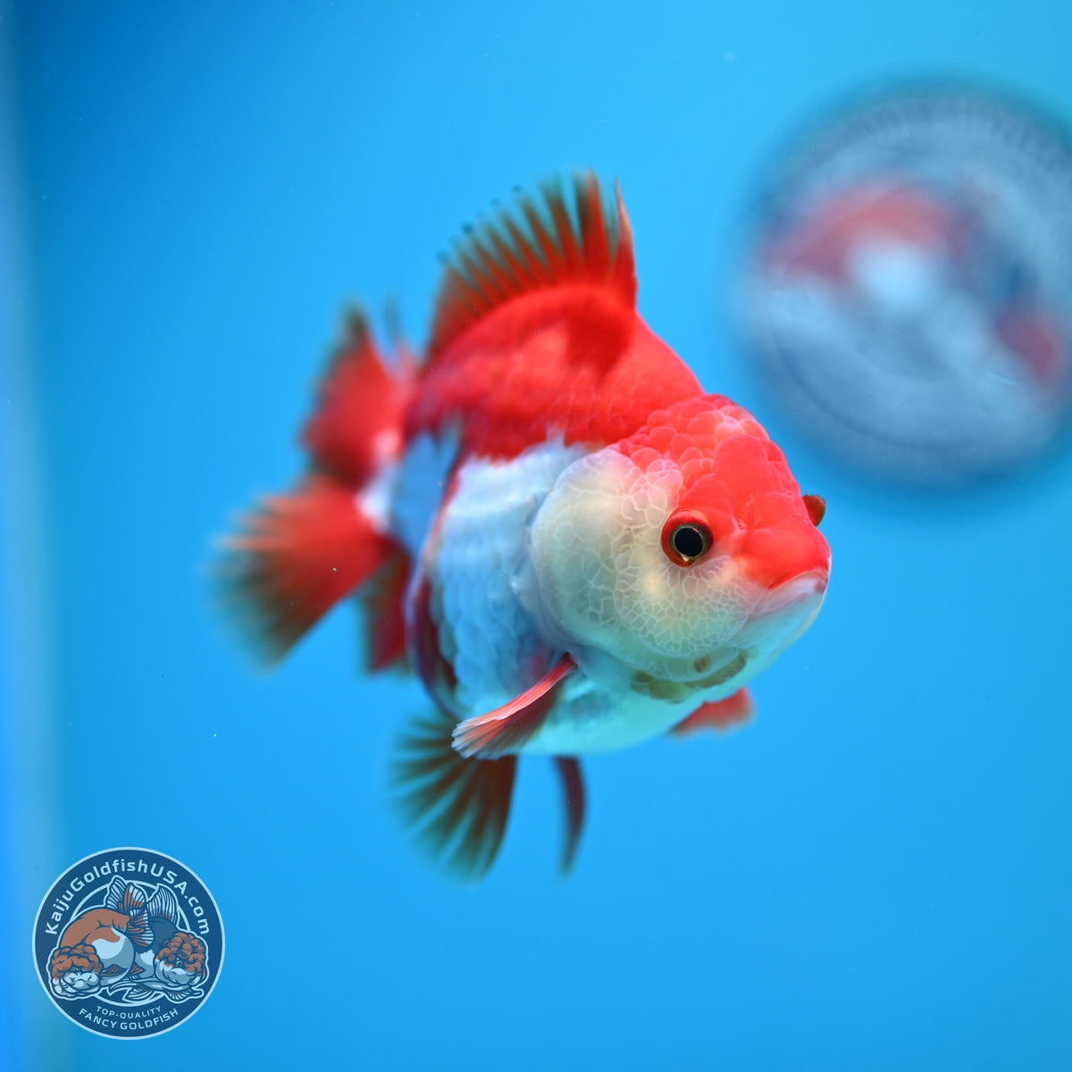 Red White YuanBao Oranda 4 inch Body (260918_OR10)