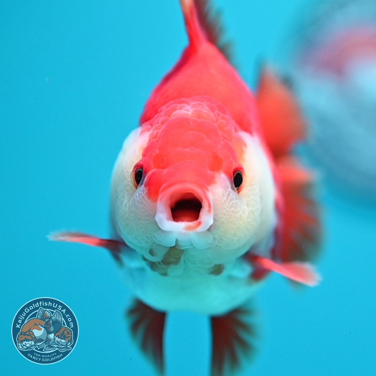 Red White YuanBao Oranda 4 inch Body (260918_OR10)