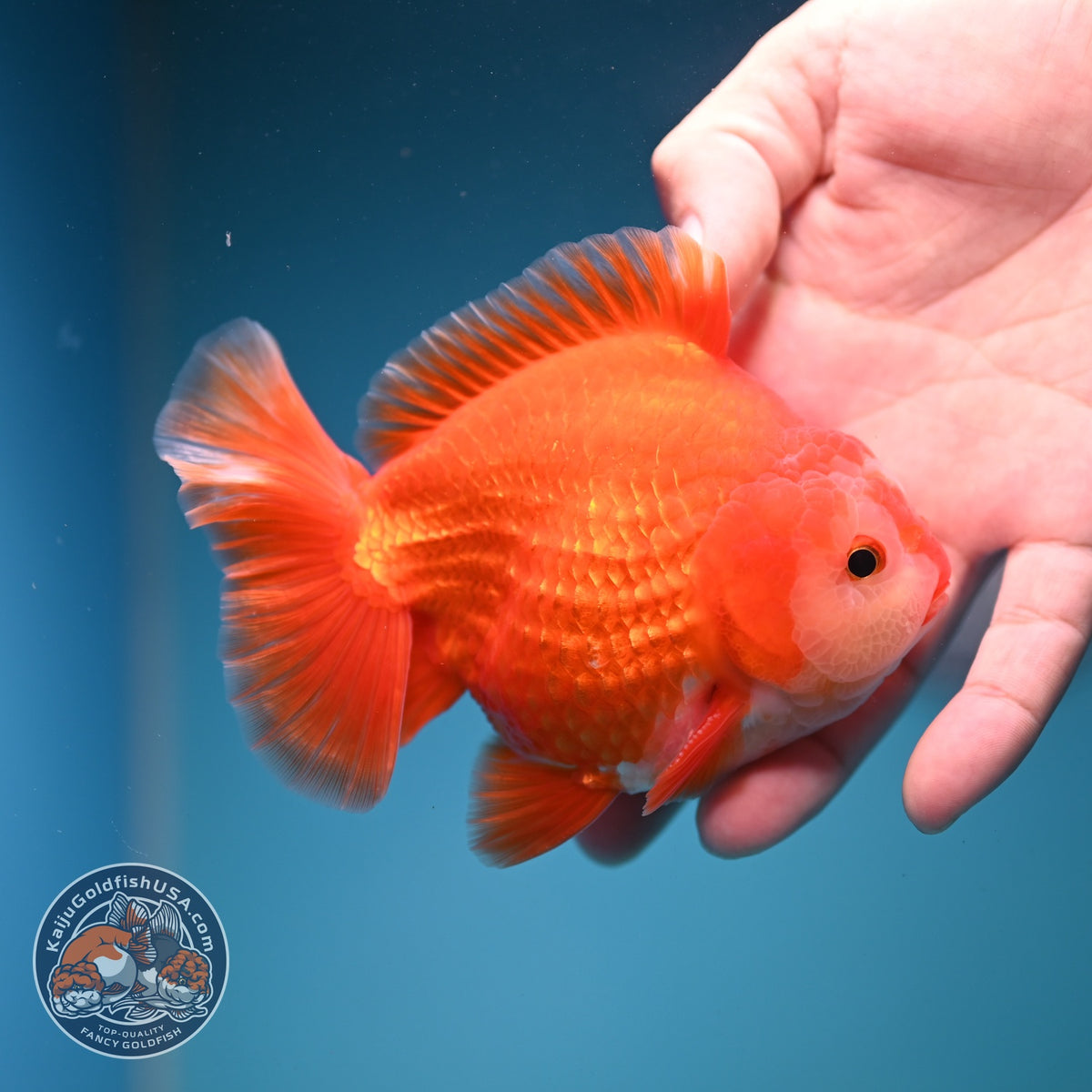 Red White YuanBao Oranda 4 inch Body (261002_OR01)