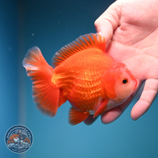 Red White YuanBao Oranda 4 inch Body (261002_OR01)