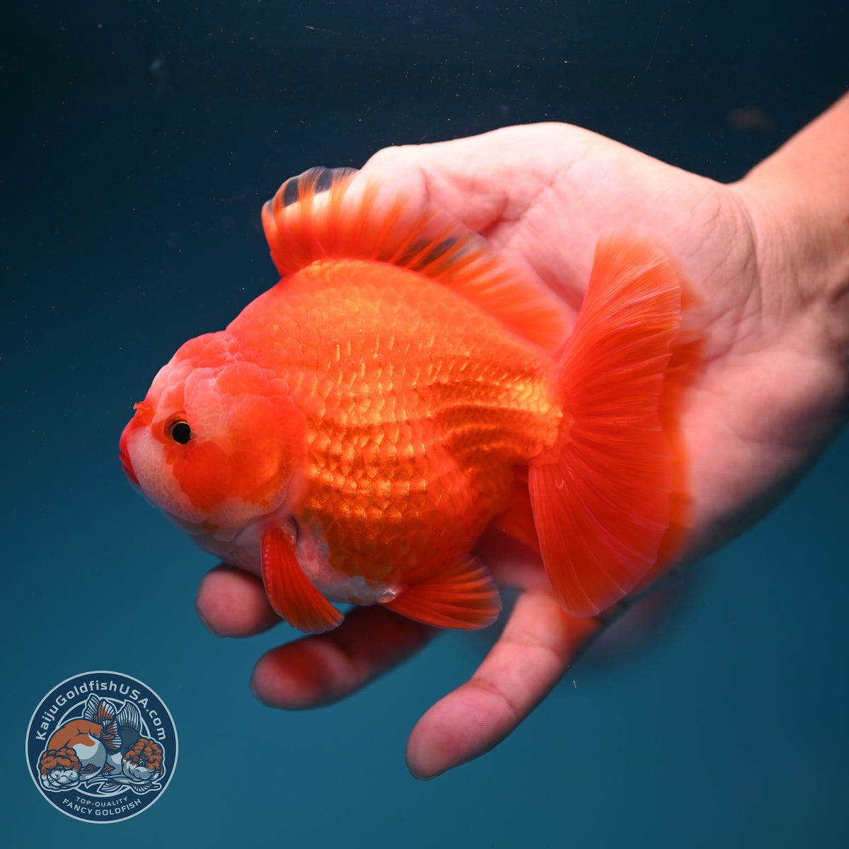 Red White YuanBao Oranda 4 inch Body (261002_OR01)