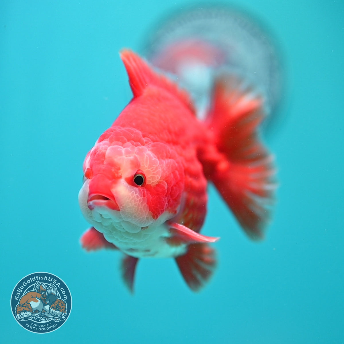 Red White YuanBao Oranda 4 inch Body (261002_OR01)