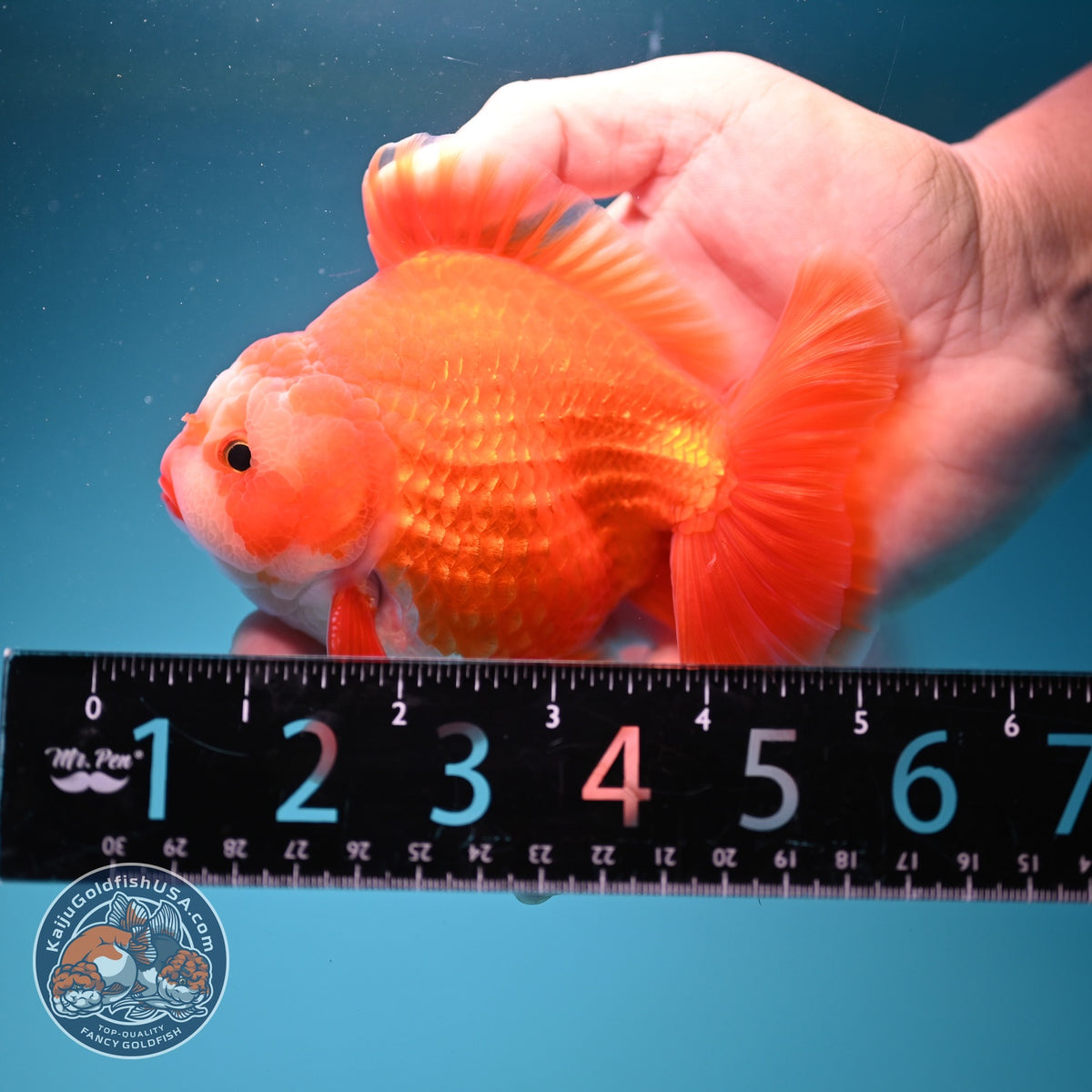 Red White YuanBao Oranda 4 inch Body (261002_OR01)