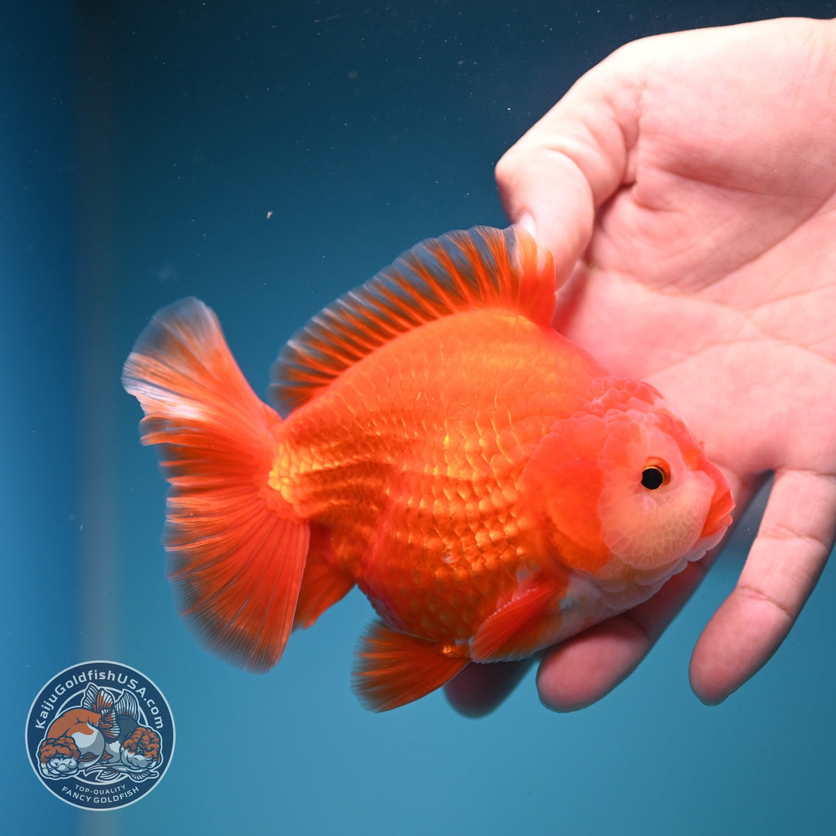Red White YuanBao Oranda 4 inch Body (261002_OR01)