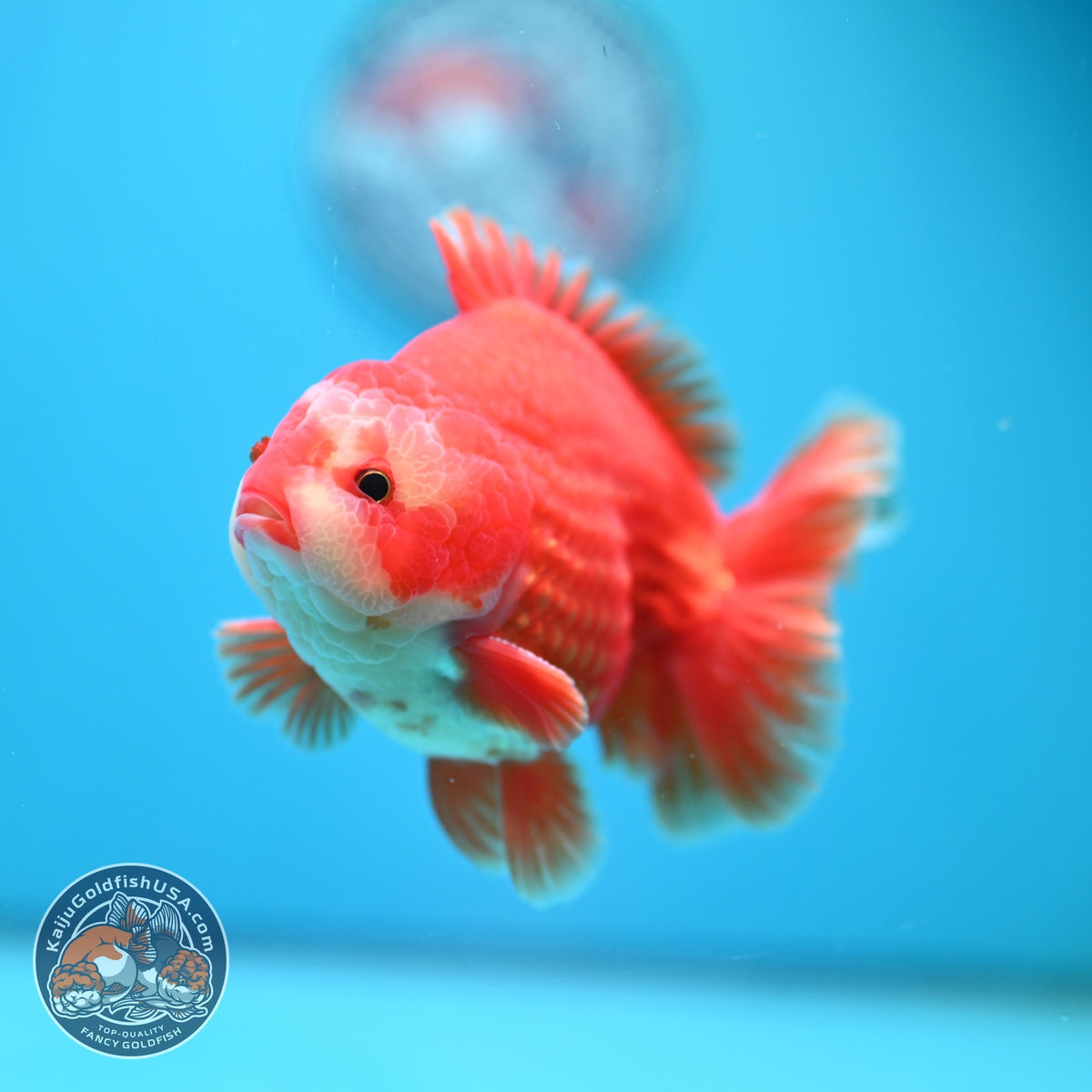 Red White YuanBao Oranda 4 inch Body (261002_OR01)