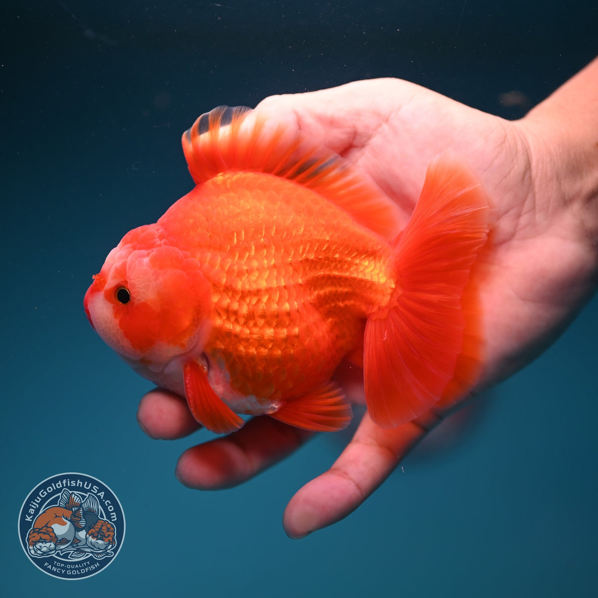 Red White YuanBao Oranda 4 inch Body (261002_OR01)
