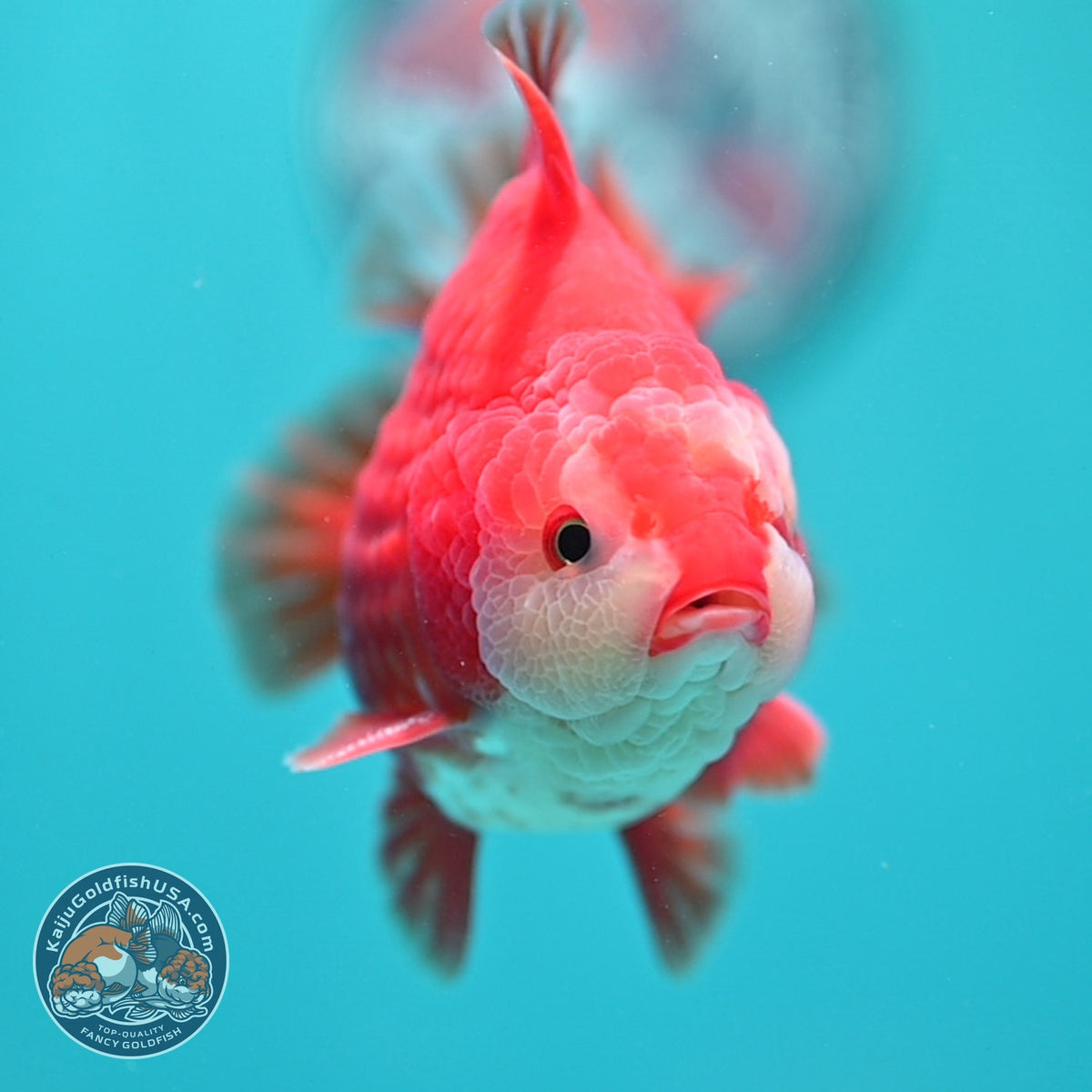 Red White YuanBao Oranda 4 inch Body (261002_OR01)