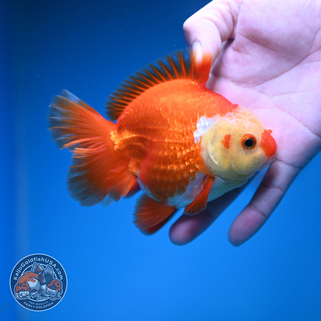 New Fish Arrivals – Page 5 – Kaiju Goldfish USA