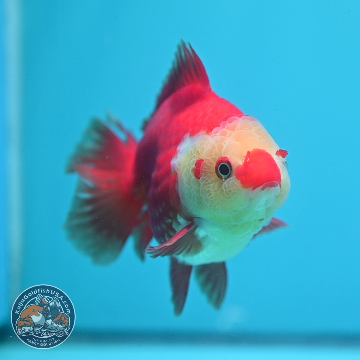 Red White YuanBao Oranda 4 inch Body (261002_OR02)
