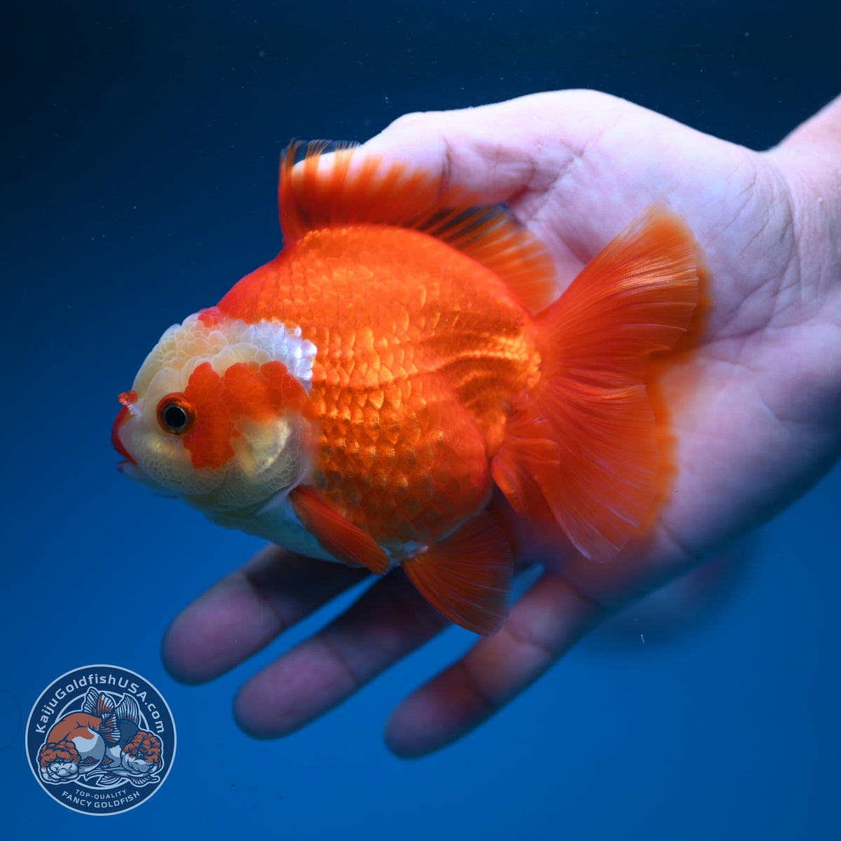 Red White YuanBao Oranda 4 inch Body (261002_OR02)