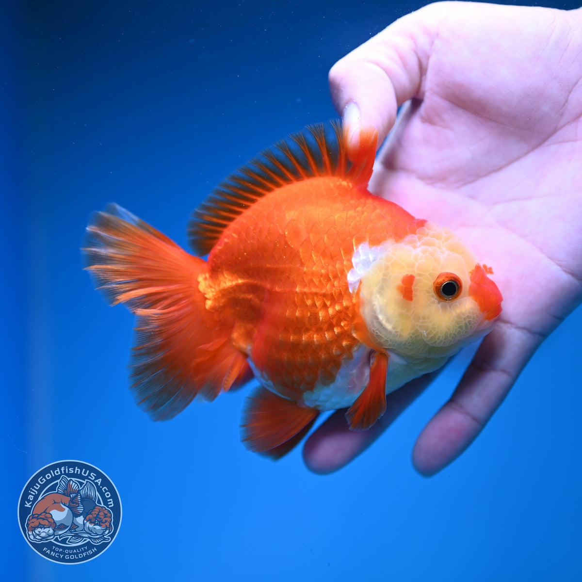 Red White YuanBao Oranda 4 inch Body (261002_OR02)