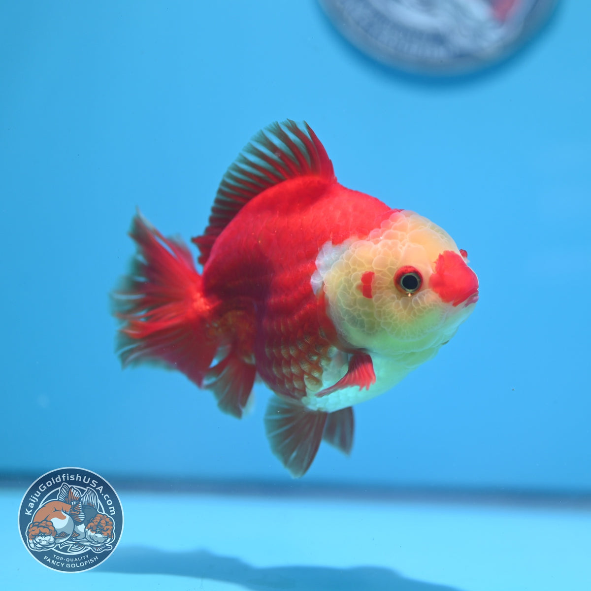 Red White YuanBao Oranda 4 inch Body (261002_OR02)