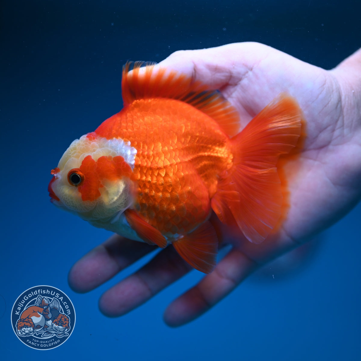 Red White YuanBao Oranda 4 inch Body (261002_OR02)