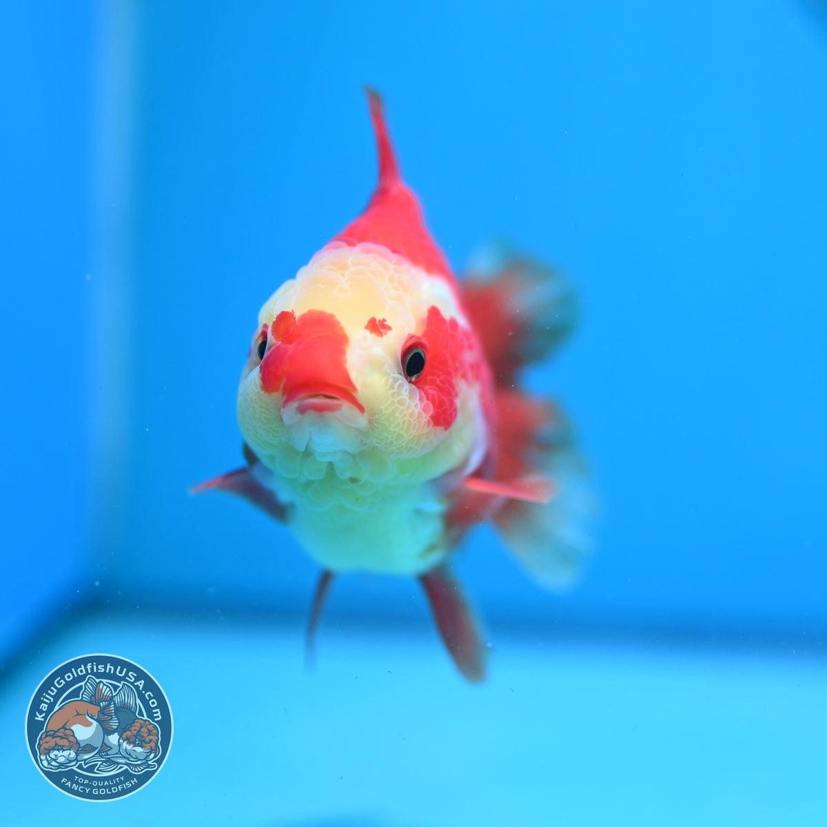 Red White YuanBao Oranda 4 inch Body (261002_OR02)